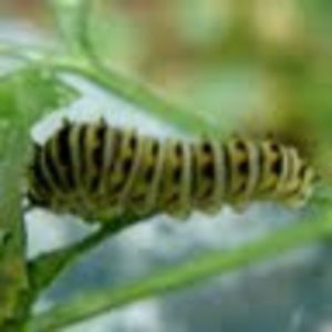 Meet your Posher, Tess